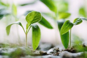 glyphosate gut health