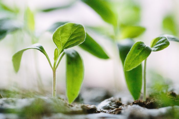 glyphosate gut health