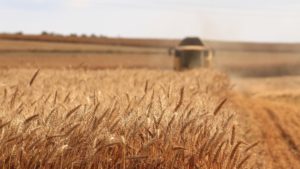 glyphosate gut health