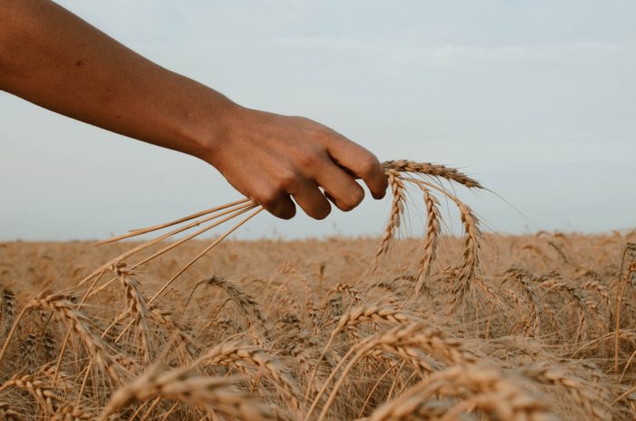 glyphosate gut health
