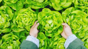 should you take a food sensitivity test