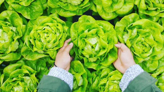 should you take a food sensitivity test